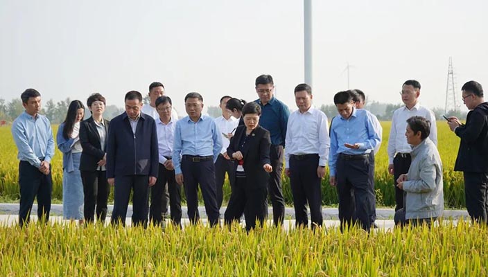 市領(lǐng)導(dǎo)帶隊調(diào)研全市優(yōu)質(zhì)稻米產(chǎn)業(yè)發(fā)展情況